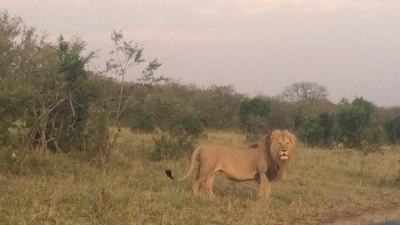 BEAUTIFUL LION - WE SAW A MOMMA AND 3 CUBS THE EVENING BEFORE.
