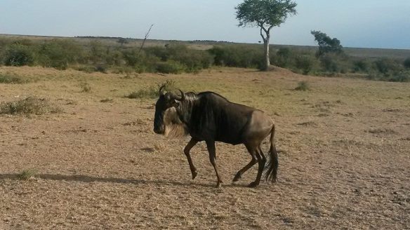 THE WILDEBEEST WERE FUNNY. WE WOULD DRIVE UP ON THEM, THEY WOULD RUN A FEW YARDS AND THEN TURN AROUND AND LOOK AT US AS IF SAYING, "YOU WANNA PIECE OF ME??" ... TOO FUNNY