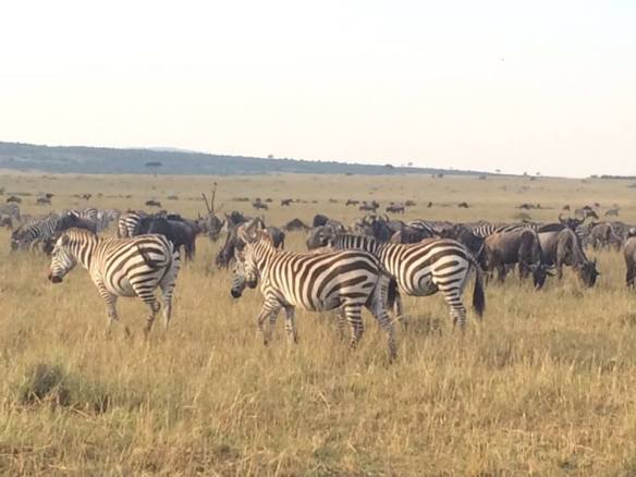ZEBRA... ONE OF THE NEATEST THINGS WAS EARLIER IN THE TRIP, WE SAW ZEBRA HANGING OUT ON THE SIDE OF THE HIGHWAY GRAZING WITH THE COWS.